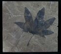 Fossil Sycamore Leaf - Green River Formation #10465-1